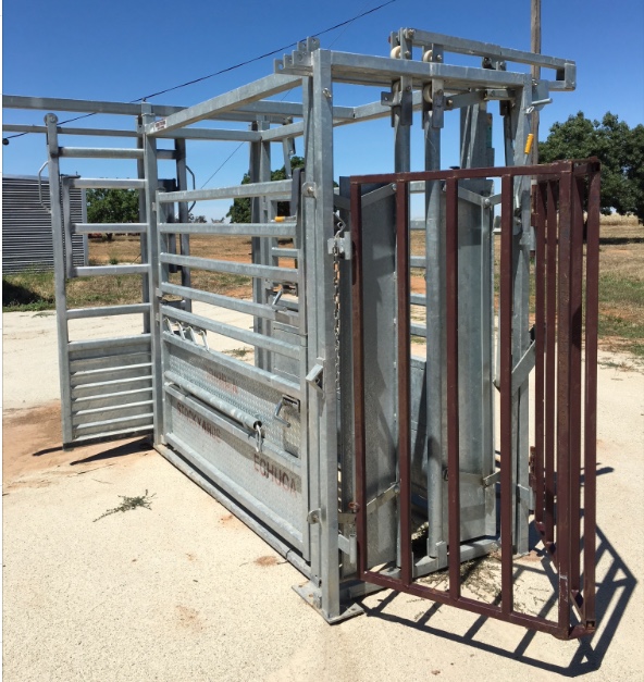 Cattle Crush ( Gribben Echuca ) With Vet Doors Livestock